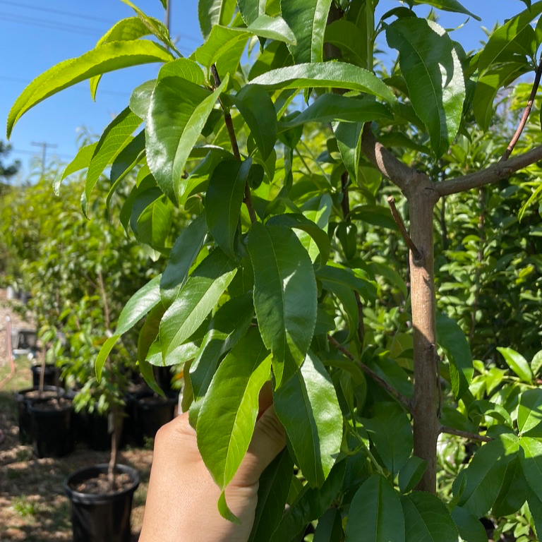北极火焰油桃 Arctic Blaze Nectarine