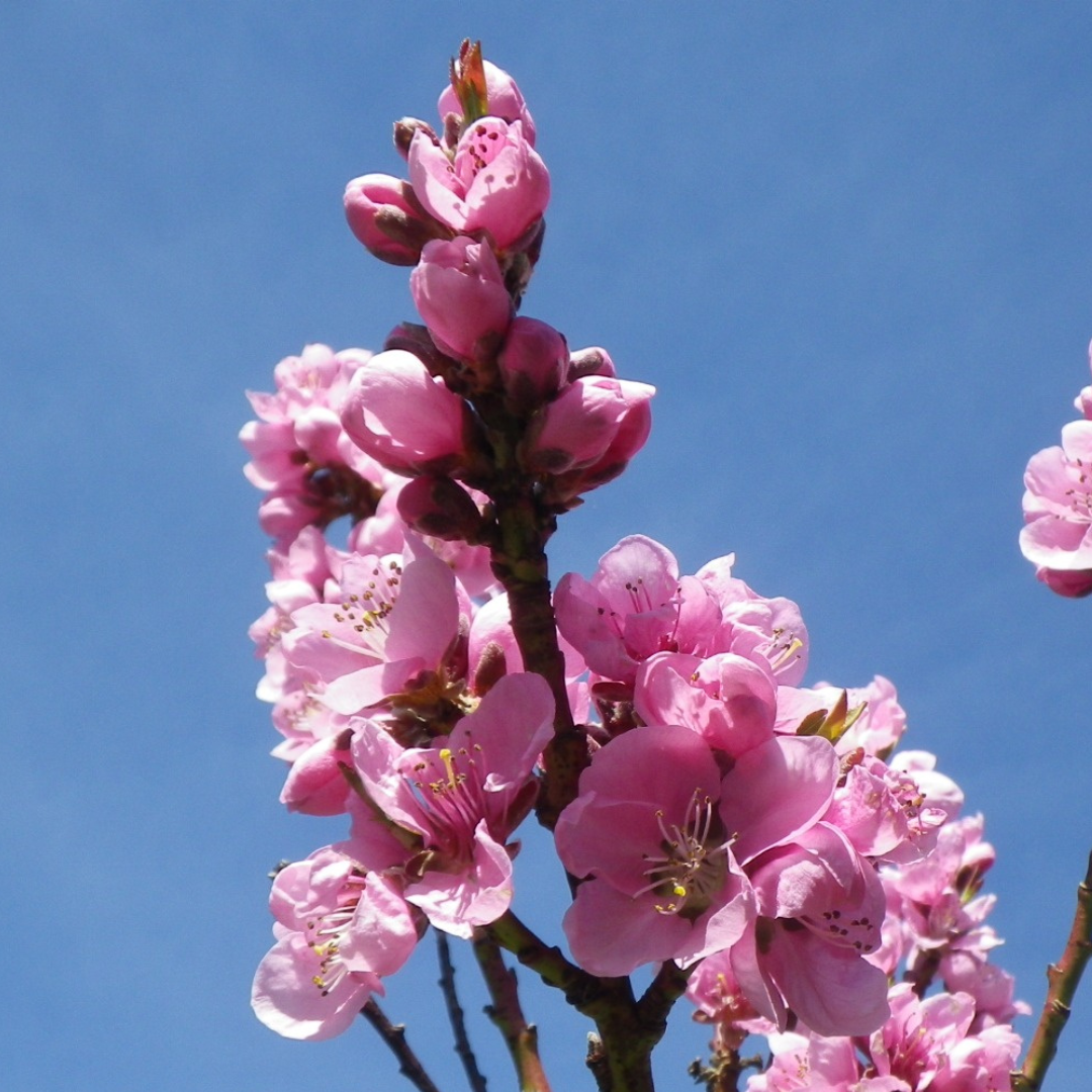 北极玫瑰油桃 Arctic Rose Nectarine