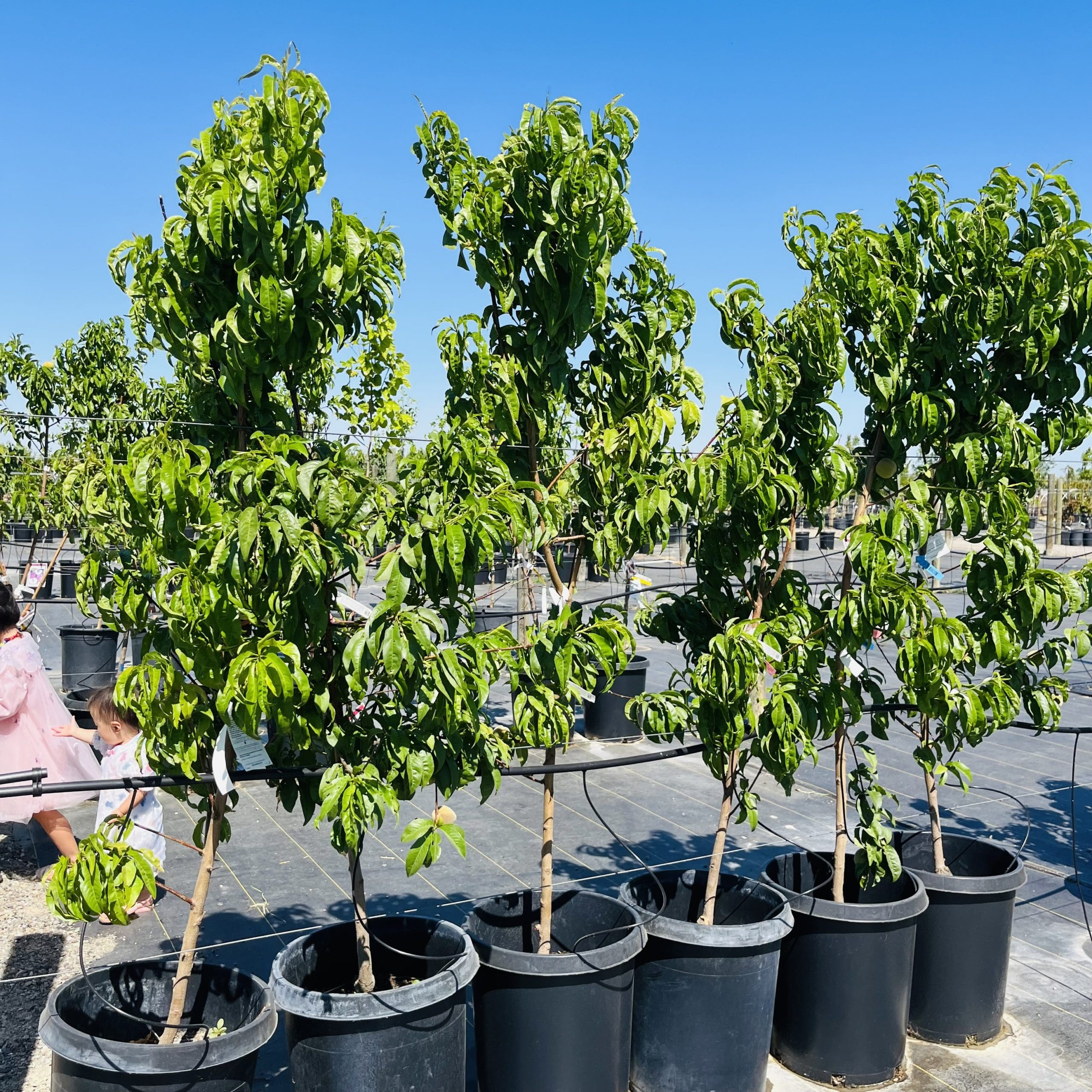 白桃-北极至尊桃 Arctic Supreme  white Peach