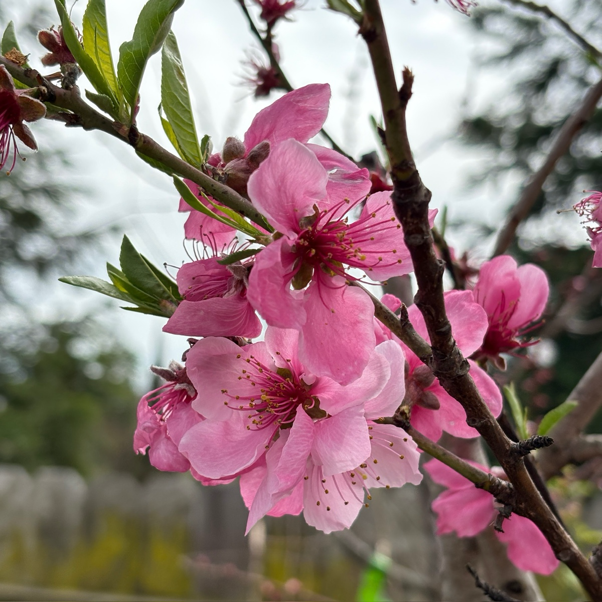 白桃-北极至尊桃 Arctic Supreme  white Peach