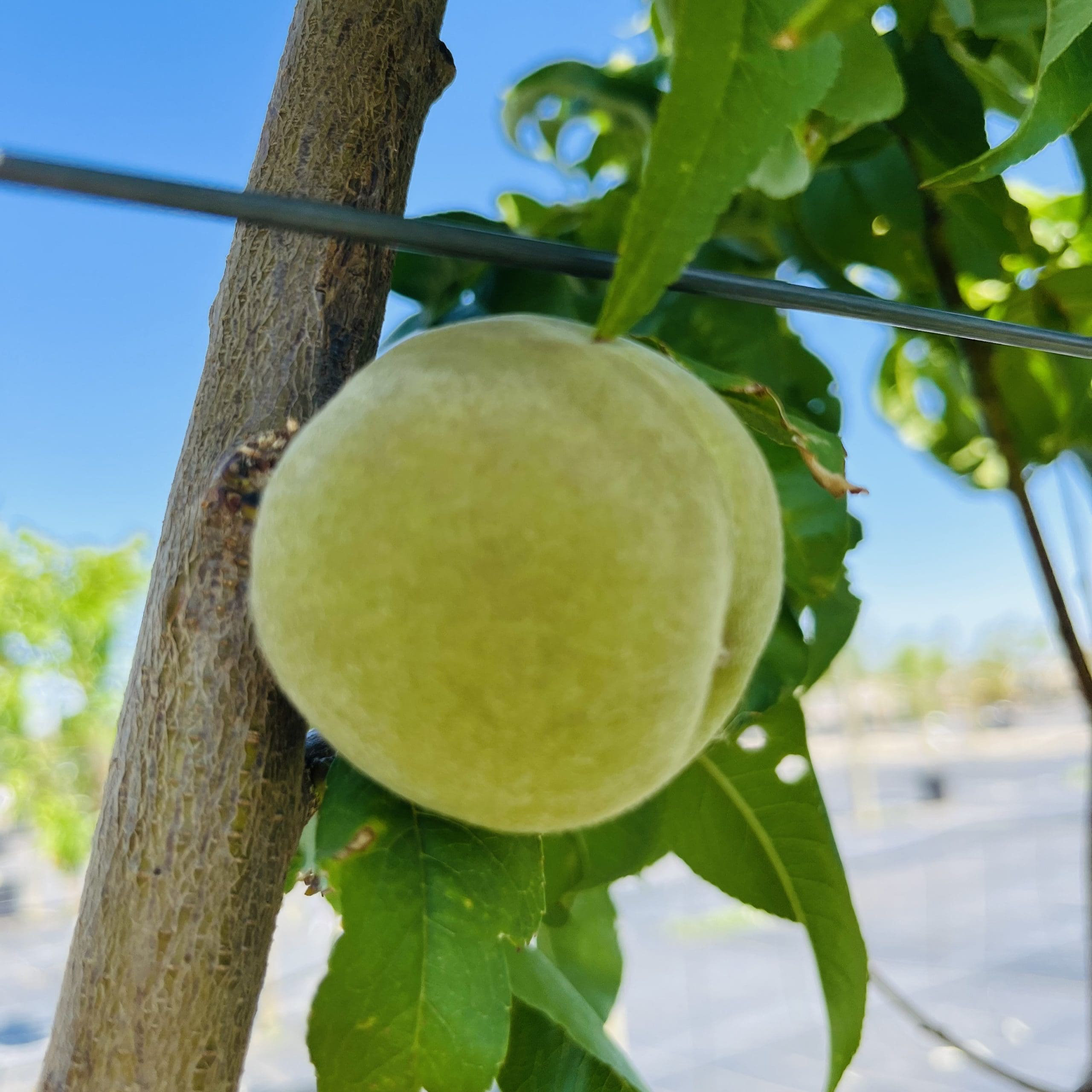 白桃-北极至尊桃 Arctic Supreme  white Peach