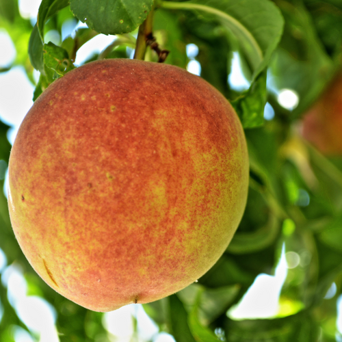 peach様ホワイト Nature's Candy: Goldline White Peach — Organically Grown Company