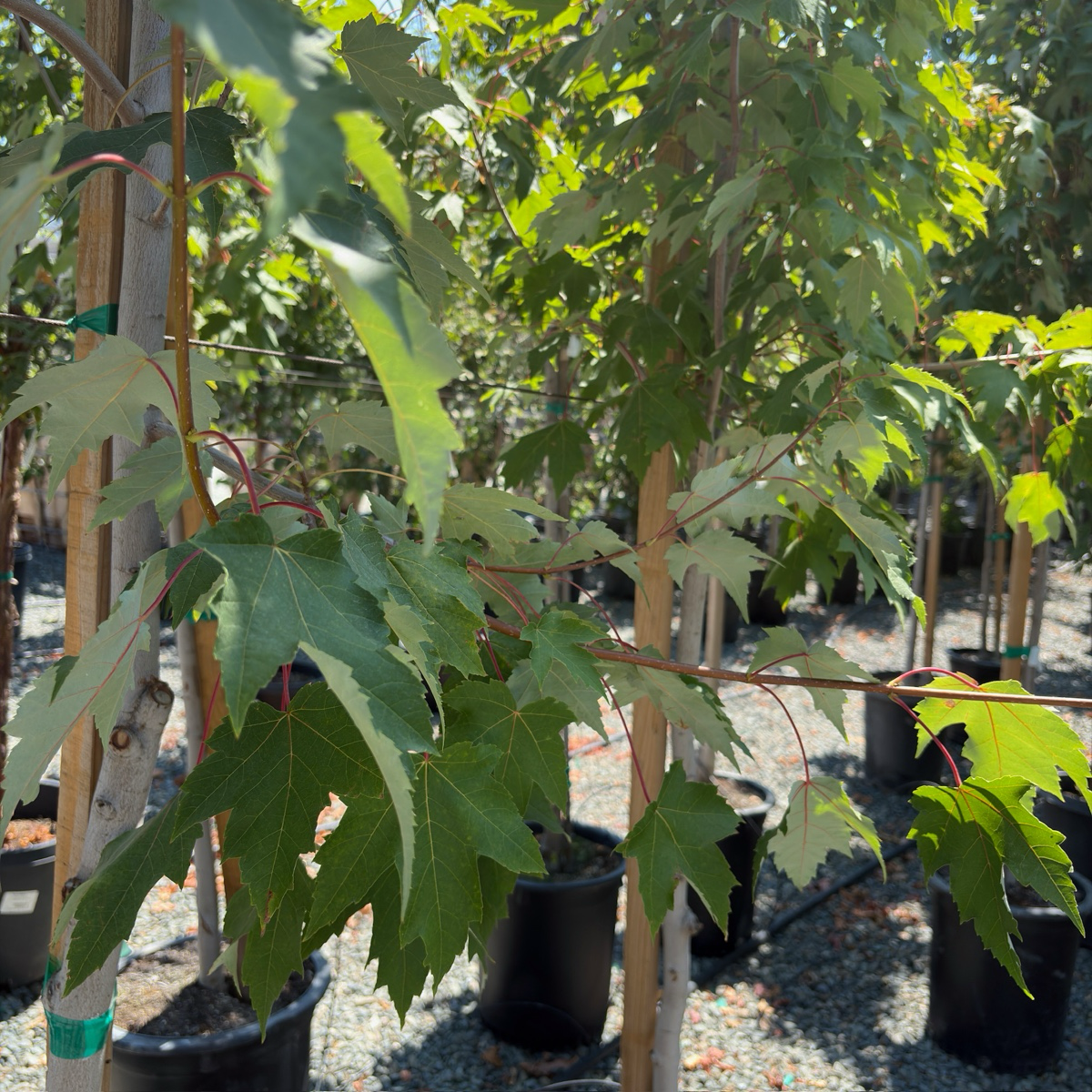 槭树-柱状红枫 Armstrong Maple