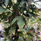 槭树-柱状红枫 Armstrong Maple