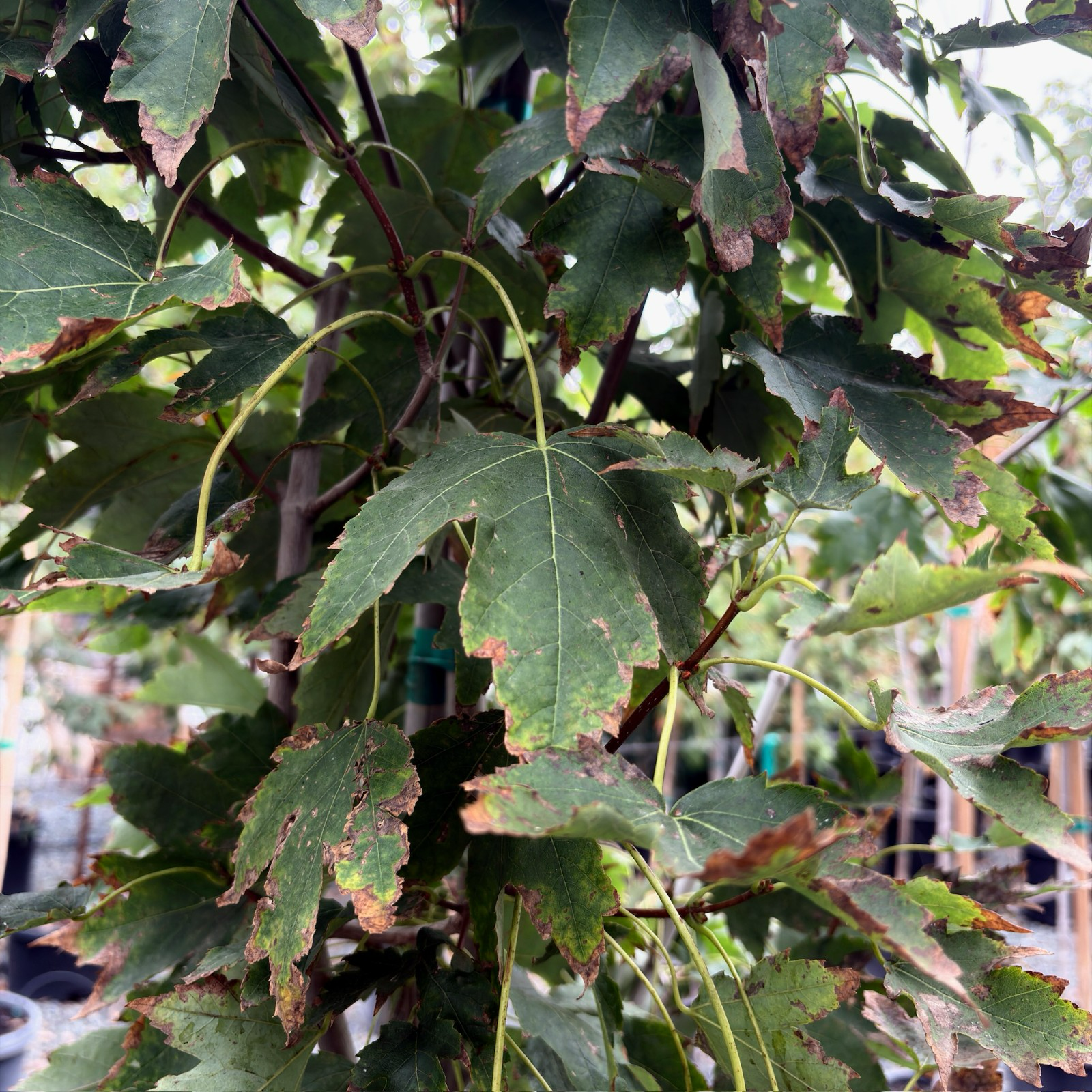 槭树-柱状红枫 Armstrong Maple