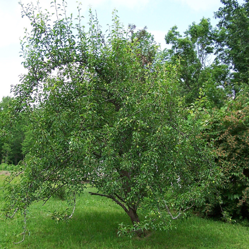 Asian Pear Trees - Pyrus communis 