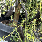 手指柠檬 Australian Finger Lime