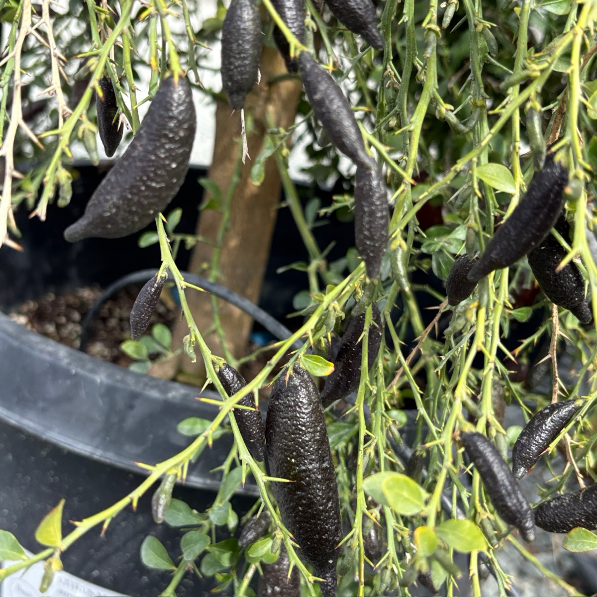 手指柠檬 Australian Finger Lime
