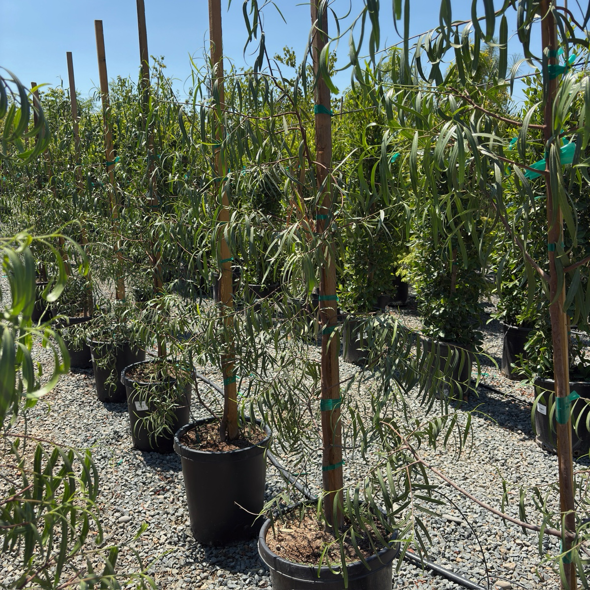 澳大利亚柳 Australian Willow