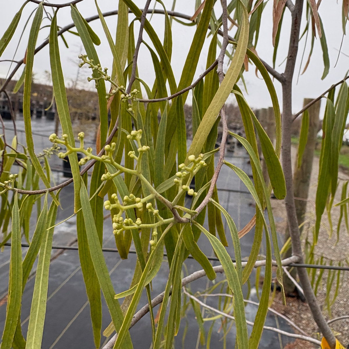澳大利亚柳 Australian Willow