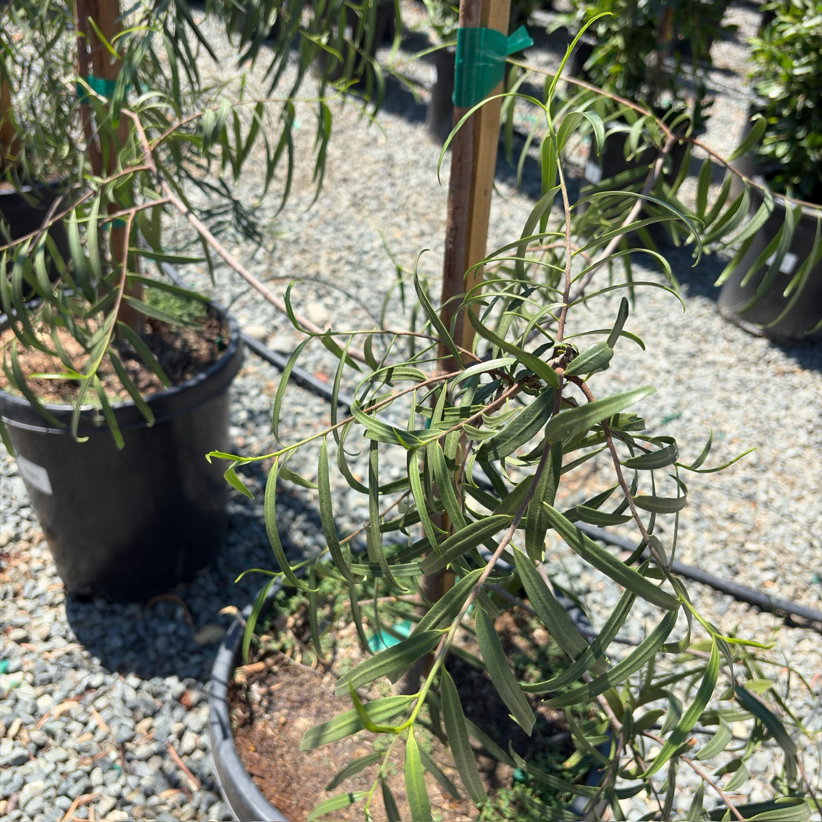 澳大利亚柳 Australian Willow