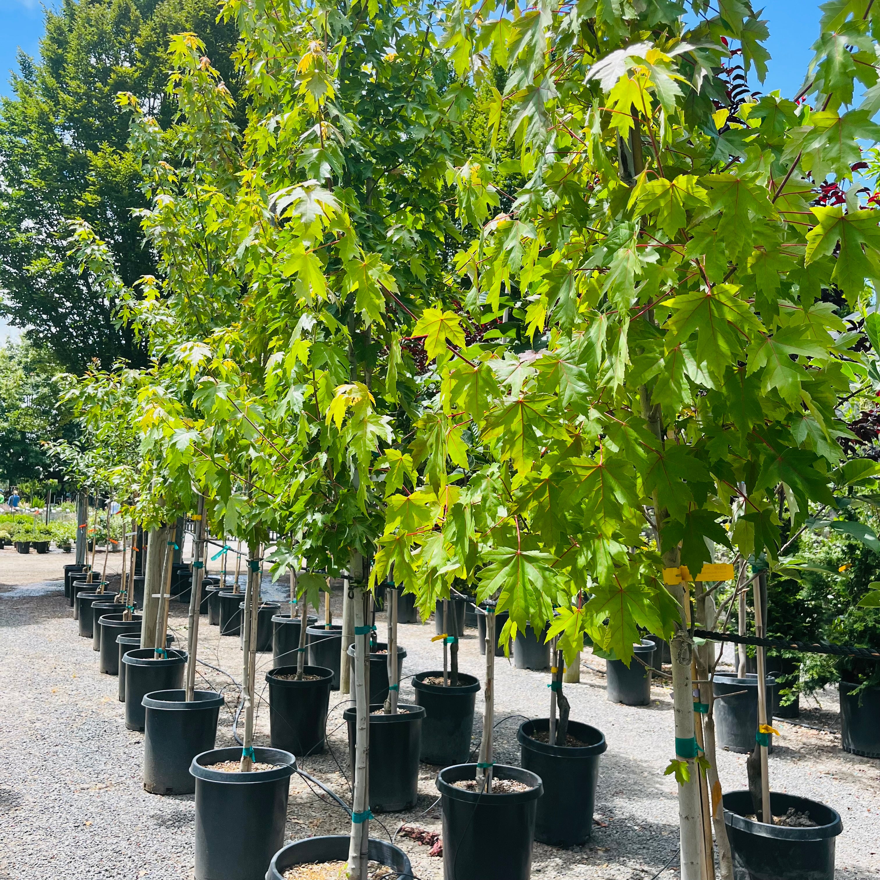 槭树-秋火焰枫 Autumn Blaze Jeffersred Maple