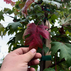 槭树-秋火焰枫 Autumn Blaze Jeffersred Maple