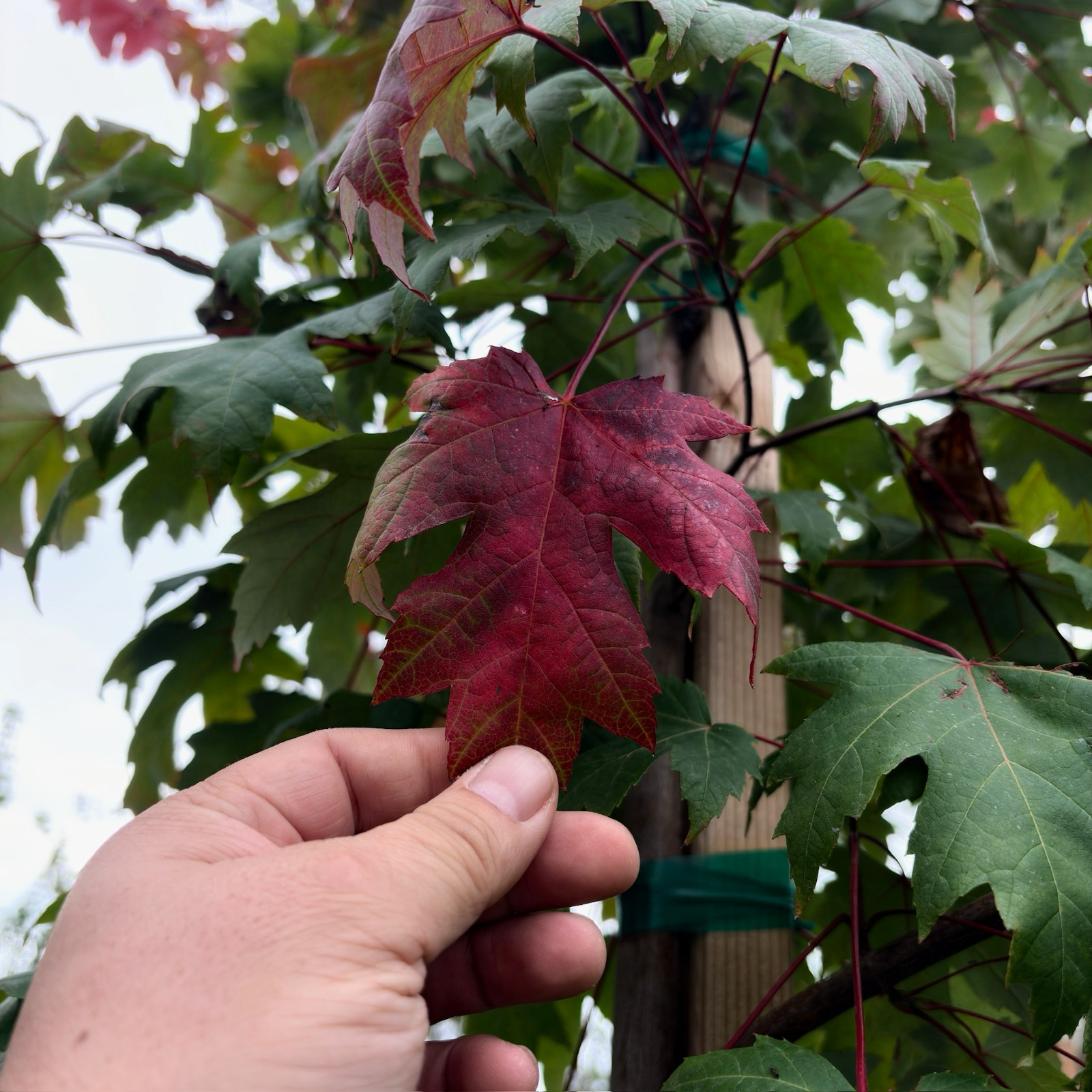 槭树-秋火焰枫 Autumn Blaze Jeffersred Maple