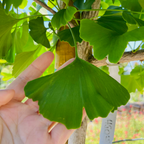 金秋银杏 Autumn Gold Ginkgo 