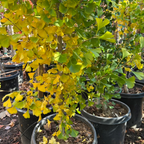 金秋银杏 Autumn Gold Ginkgo