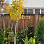 金秋银杏 Autumn Gold Ginkgo