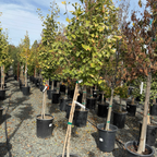 金秋银杏 Autumn Gold Ginkgo