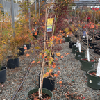 白泽槭-秋月日本枫 Autumn Moon Fullmoon Maple