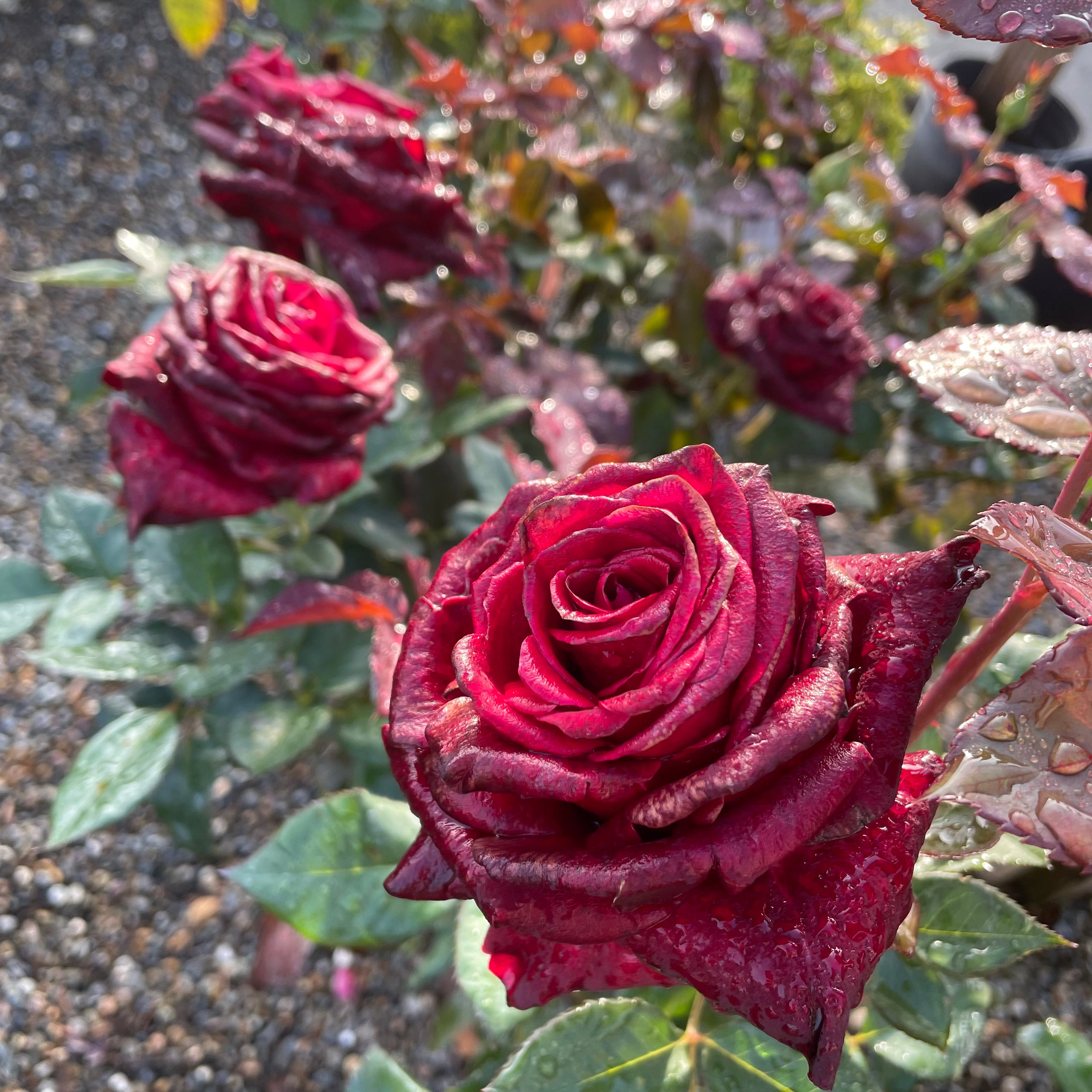 Black Baccara Rose