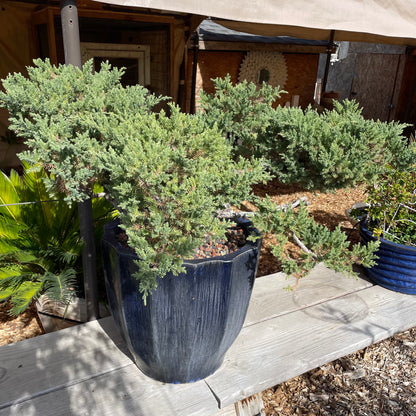 Bonsai Japanese pine