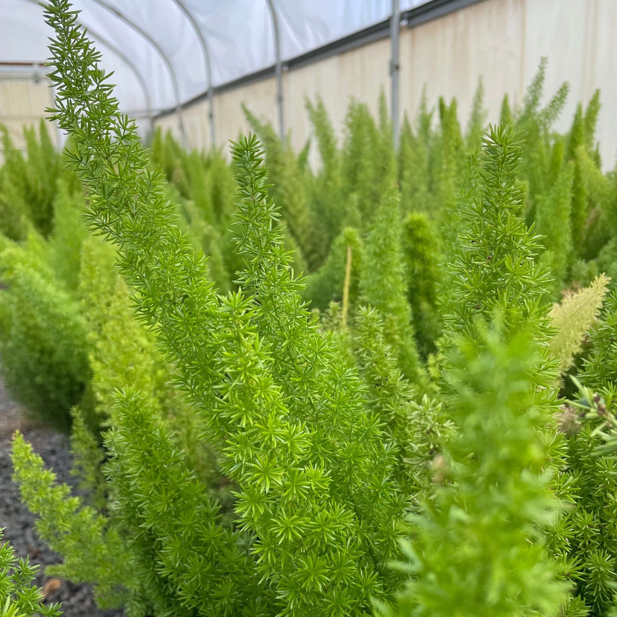 Myer's Asparagus Fern