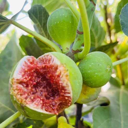 Fig Tree - Green Picadota