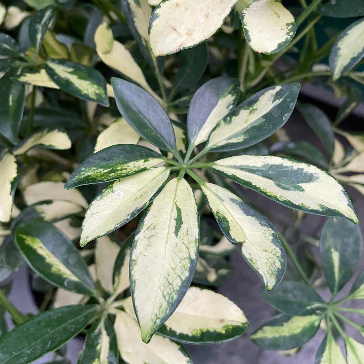 Schefflera chinensis 