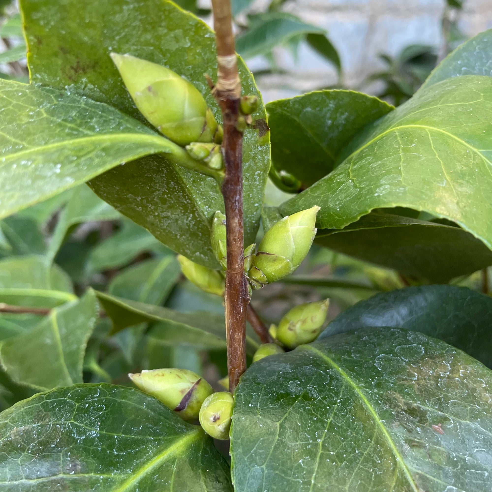 大卡特山茶花