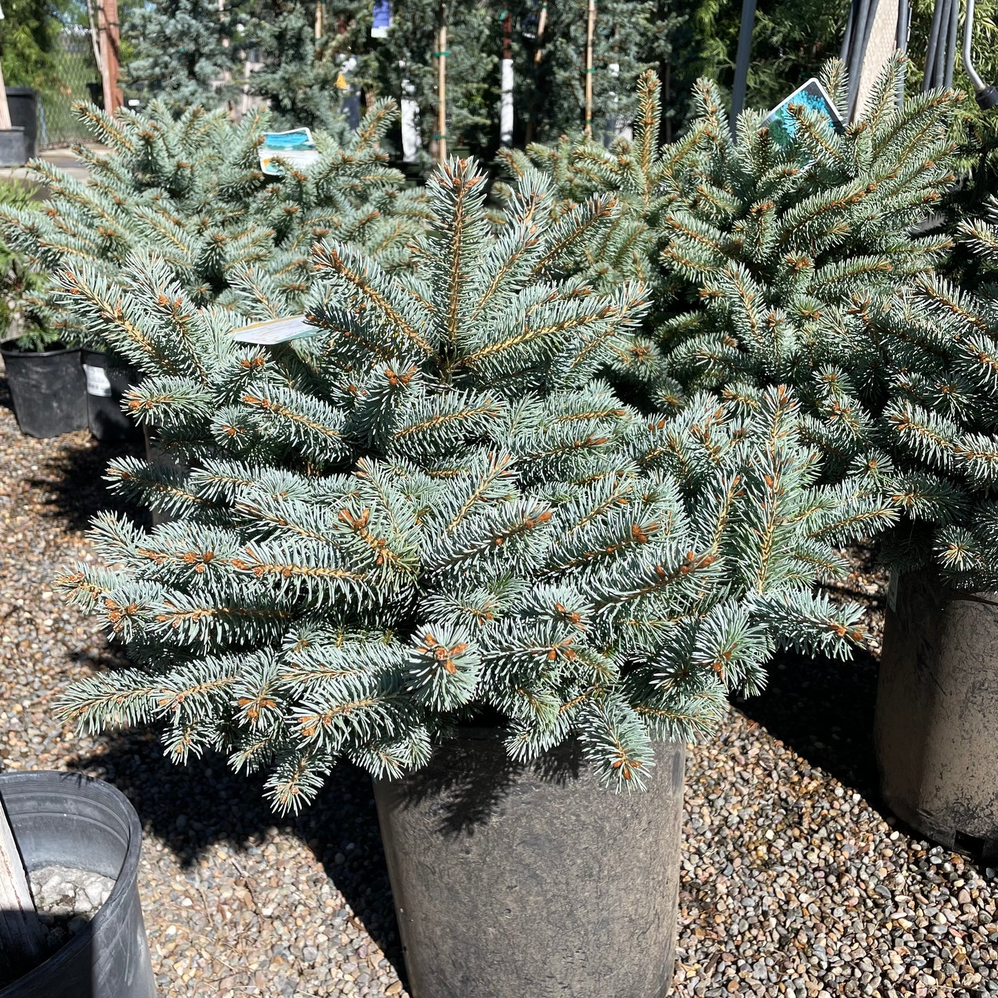 Sitka Spruce Tree – Baby Blue Pine