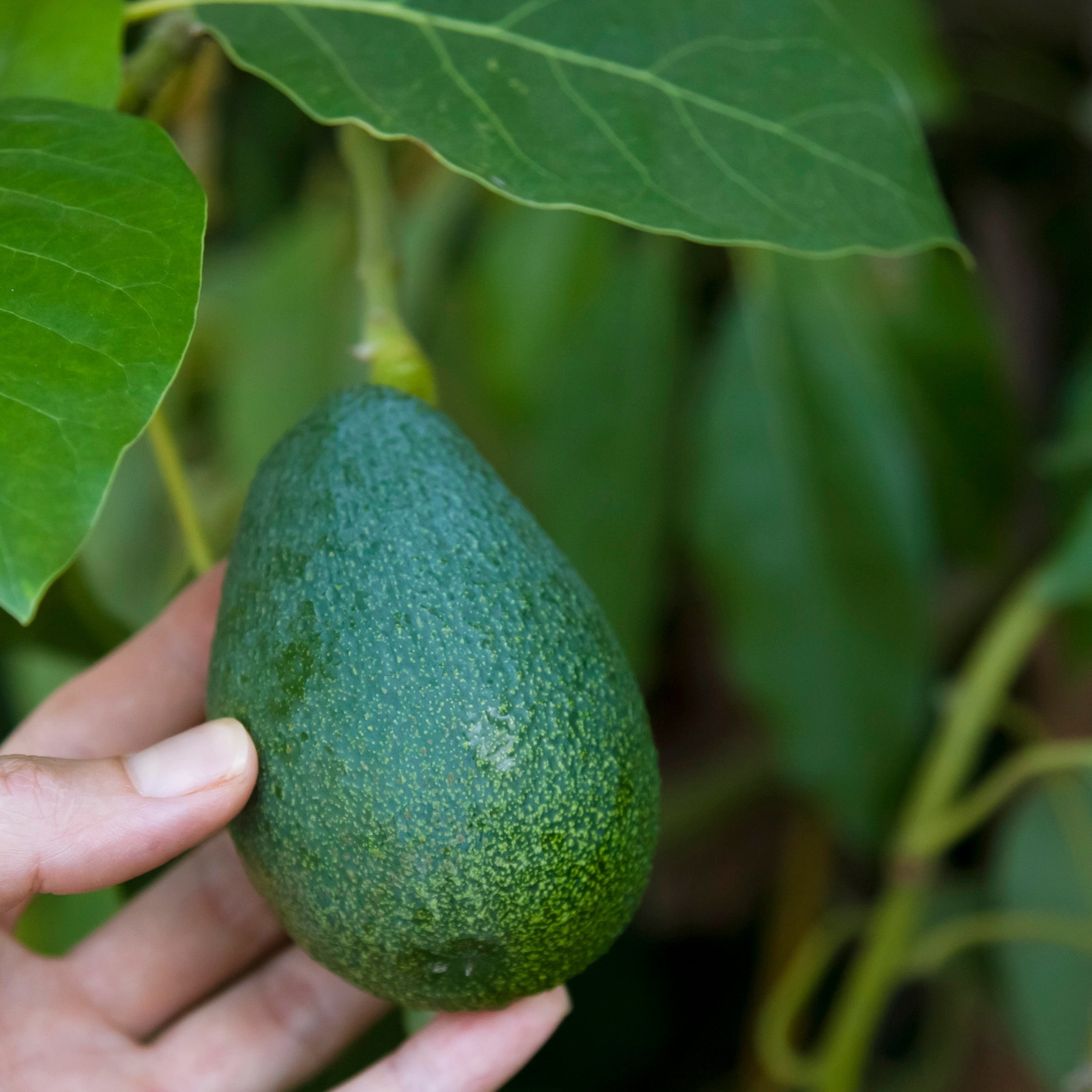 培根牛油果-B Bacon Avocado