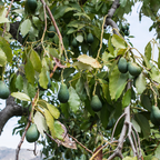 培根牛油果-B Bacon Avocado