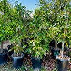 福尔特牛油果-B Fuerte Avocado