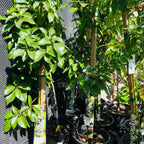 祖塔诺牛油果-B Zutano Avocado