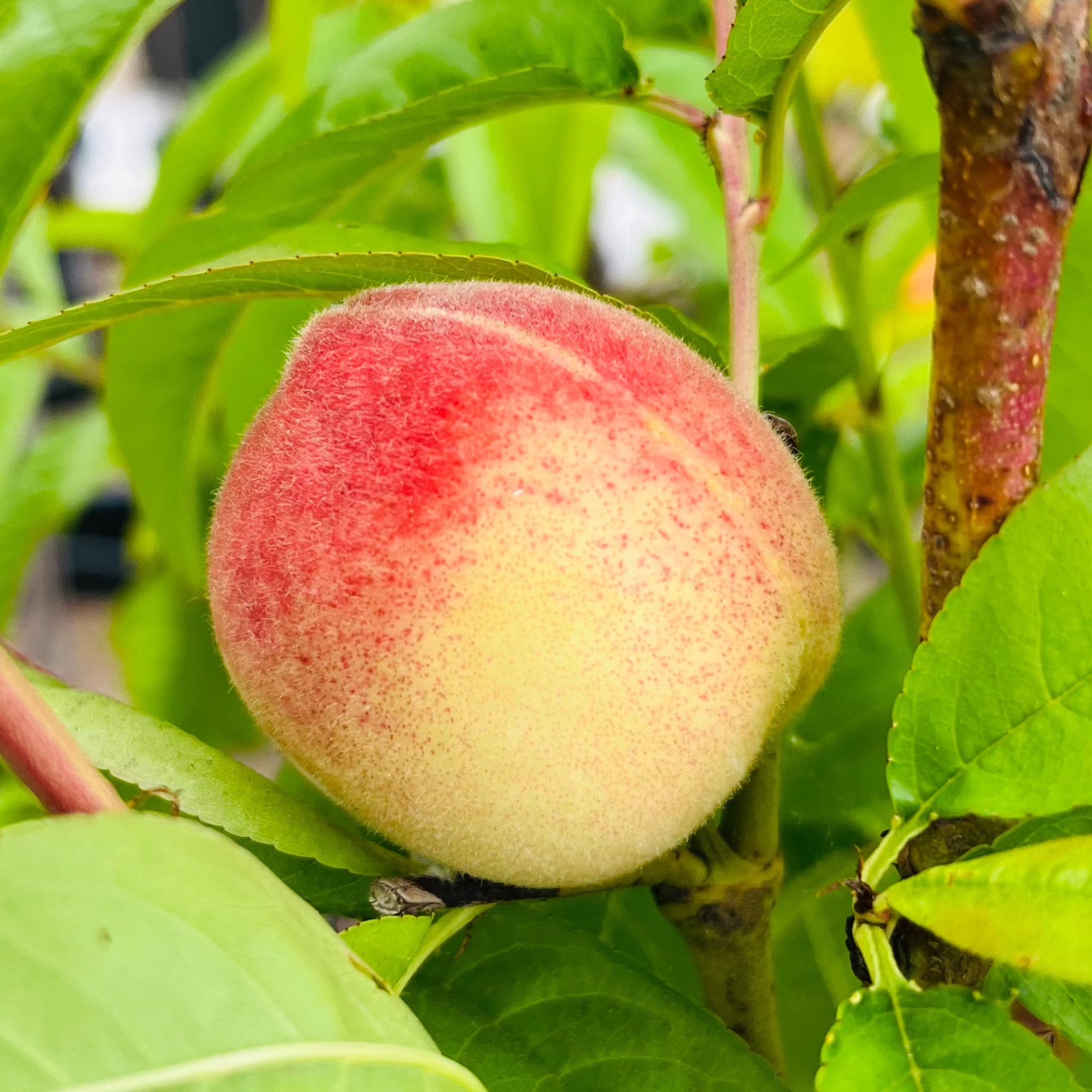 白桃-水蜜桃 Babcock Peach