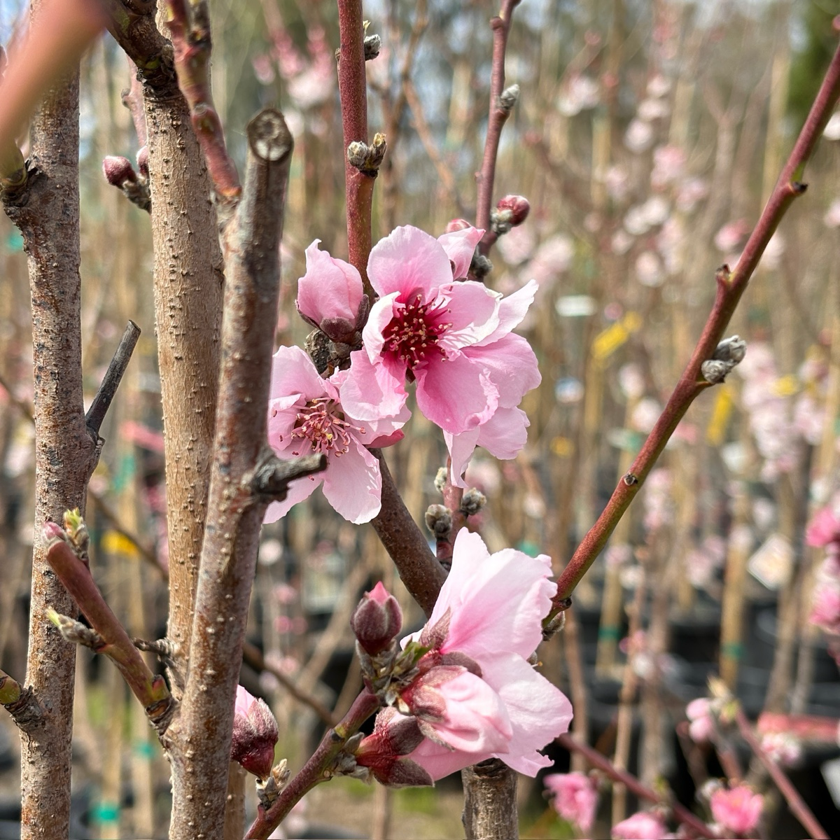 白桃-水蜜桃 Babcock Peach