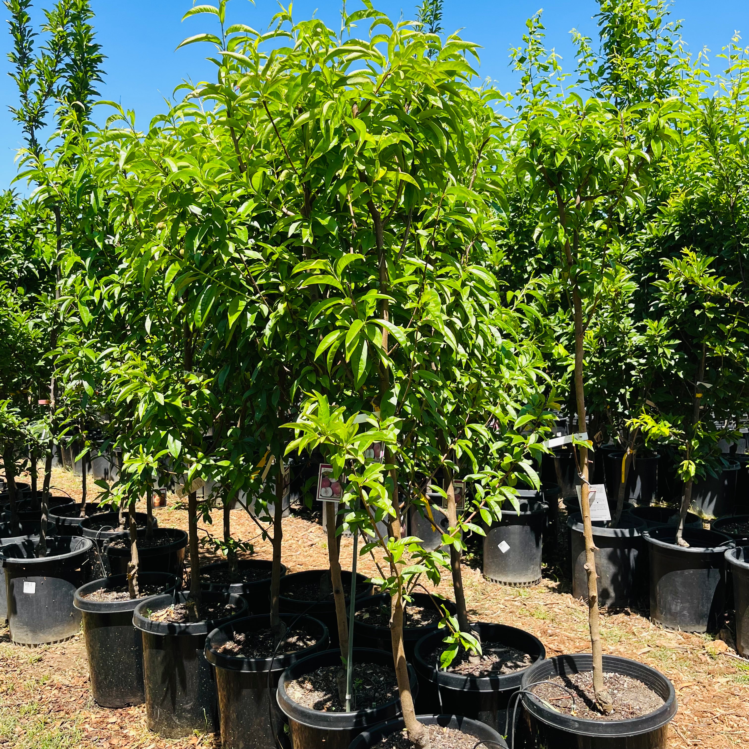 白桃-水蜜桃 Babcock Peach