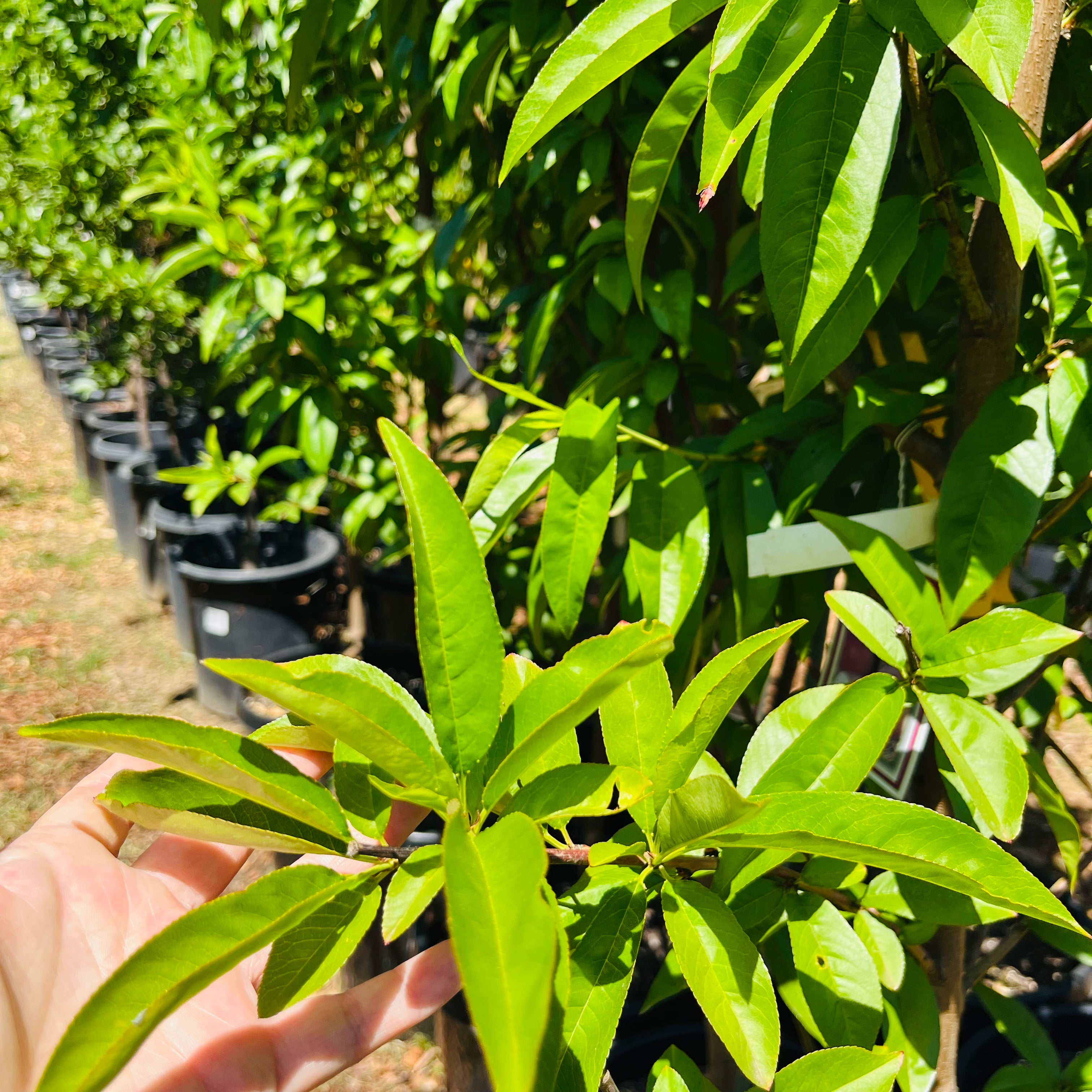 白桃-水蜜桃 Babcock Peach