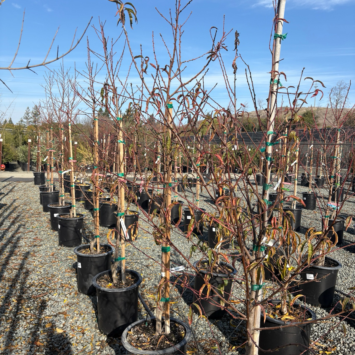 白桃-水蜜桃 Babcock Peach