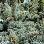 北美云杉 Baby Blue Colorado Spruce