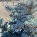 北美云杉 Baby Blue Colorado Spruce