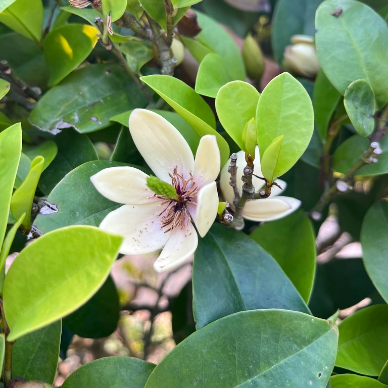 含笑花 Banana Shrub