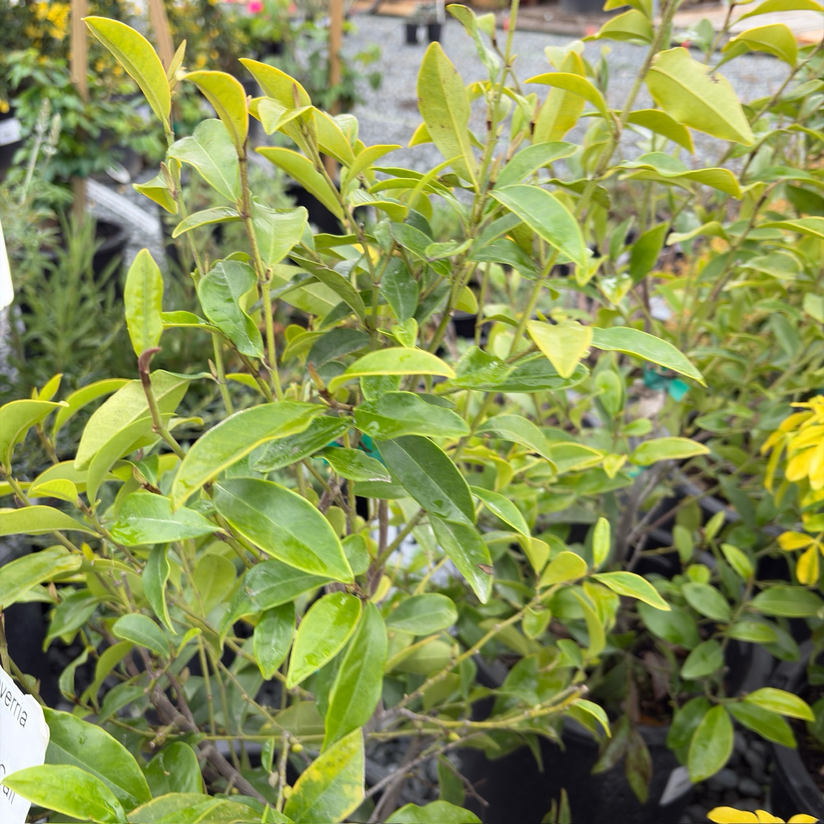 含笑花 Banana Shrub