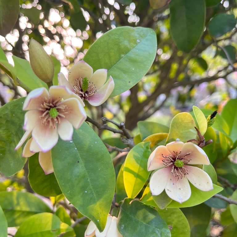 含笑花 Banana Shrub