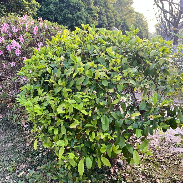 含笑花 Banana Shrub