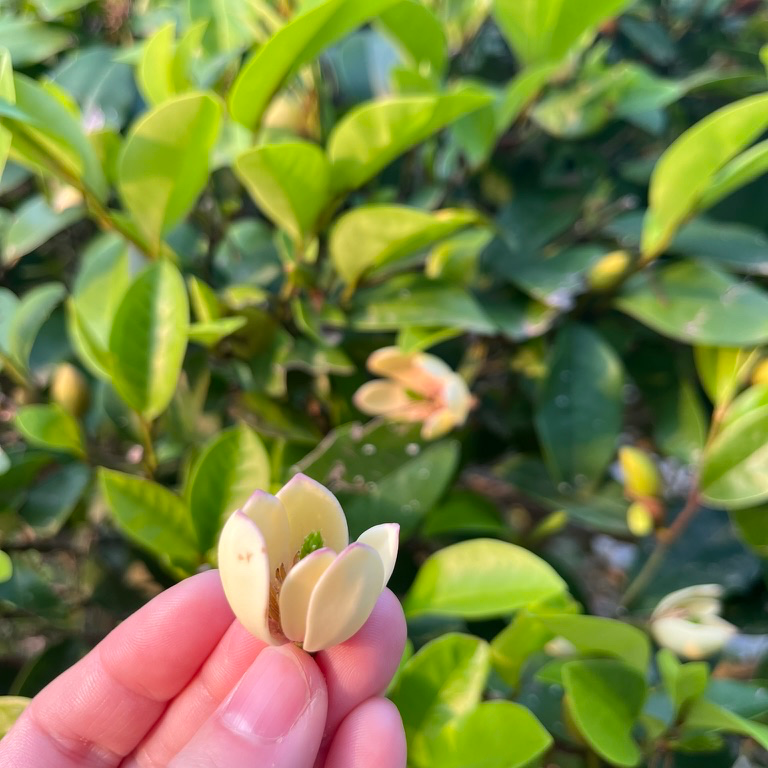 含笑花 Banana Shrub