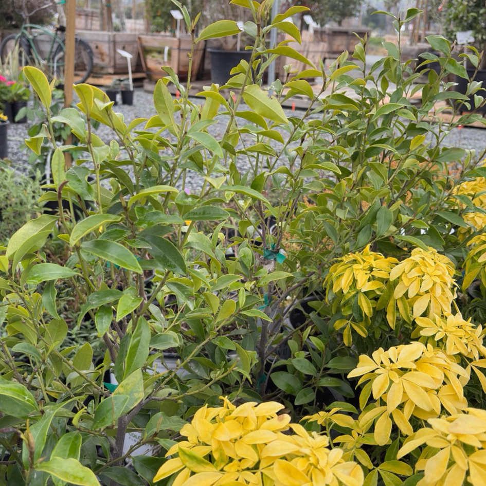 含笑花 Banana Shrub