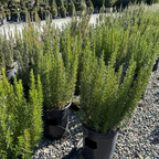 烧烤迷迭香 Barbeque Rosemary