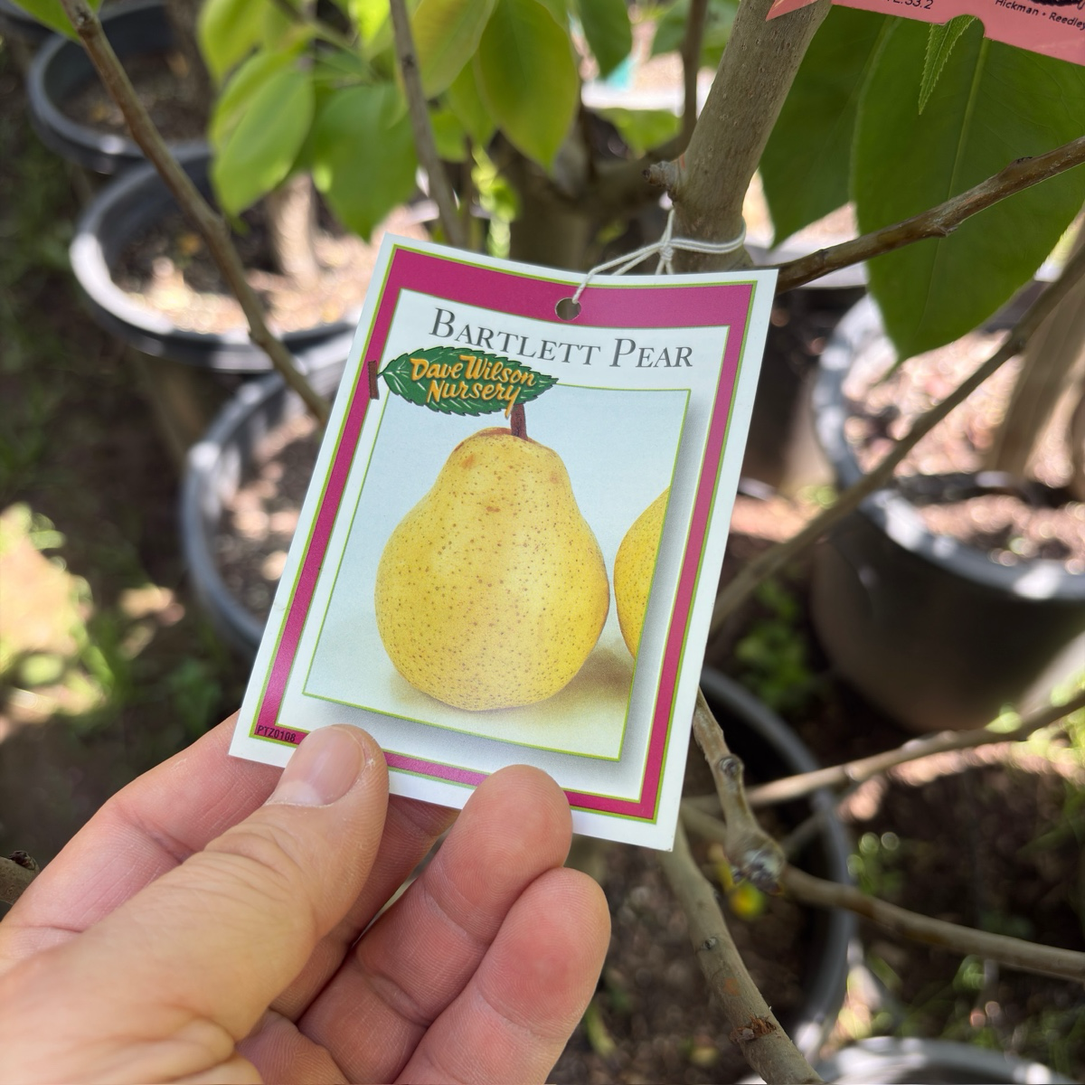 欧洲梨-巴特 Bartlett Pear