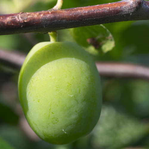 Plum Trees – European Green Plum